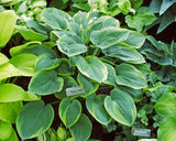 Garden Treasure Hosta Courtesy of The Hosta Library