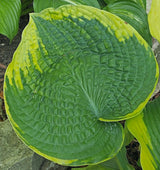 Garden Treasure Hosta Courtesy of The Hosta Library