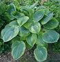 Garden Treasure Hosta Courtesy of The Hosta Library