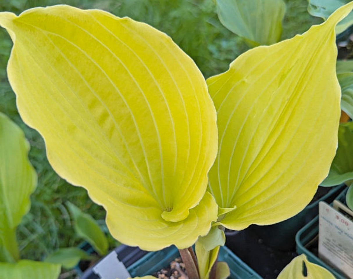 German Sundown Hosta
