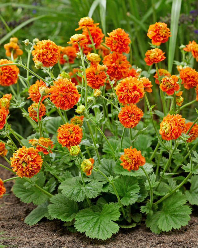 Geum coccineum 'Pumpkin Orange' Courtesy of Growing Colors