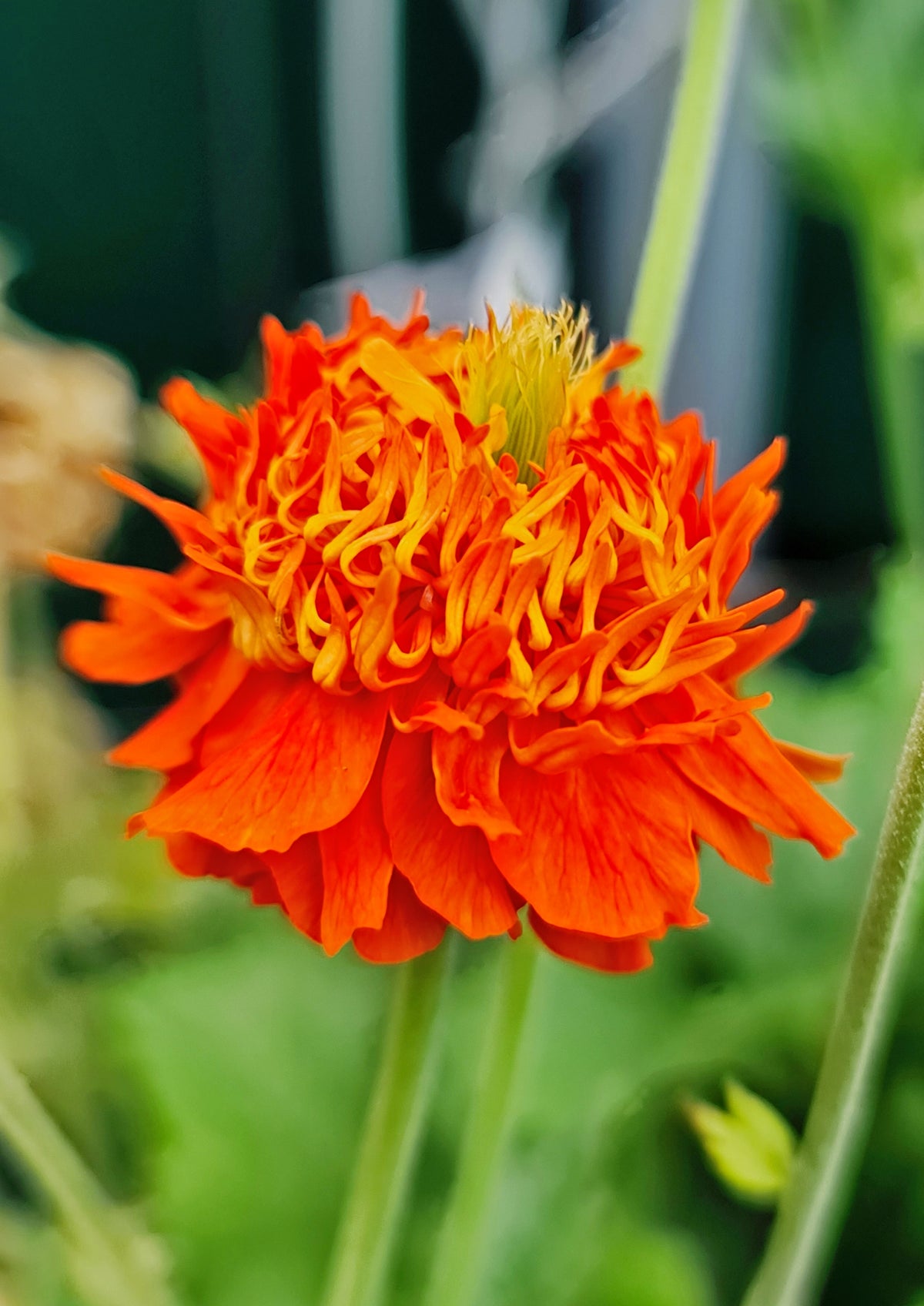 Geum coccineum 'Pumpkin Orange' Courtesy of Growing Colors