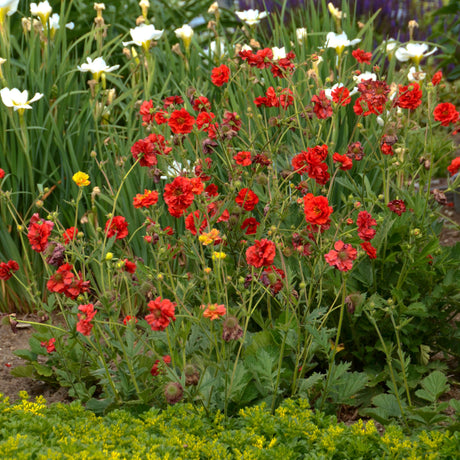 Geum flora plena 'Blazing Sunset'