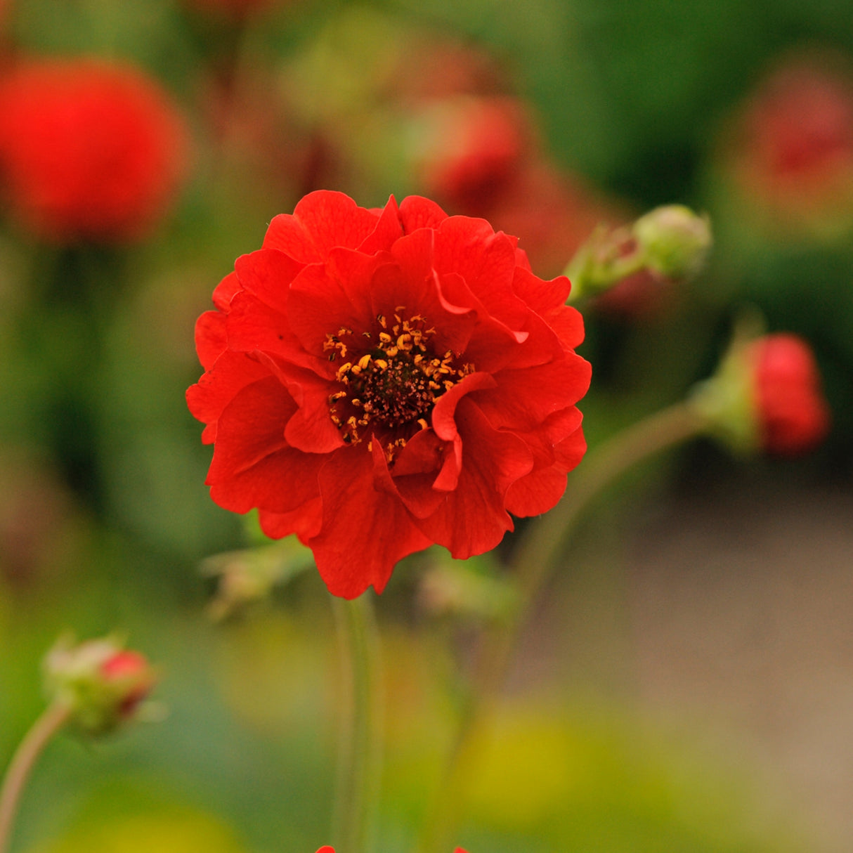 Geum flora plena 'Blazing Sunset'