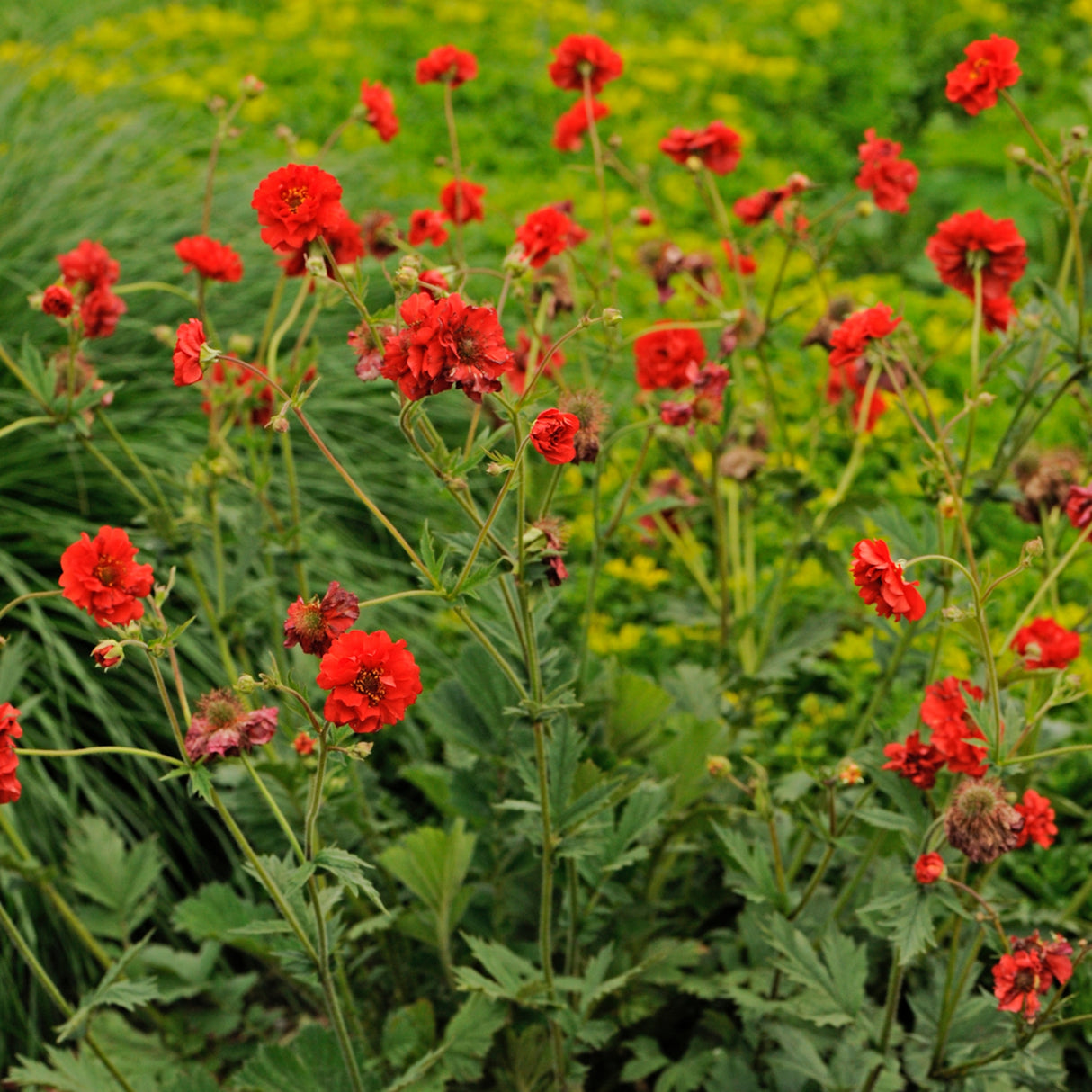 Geum flora plena 'Blazing Sunset'