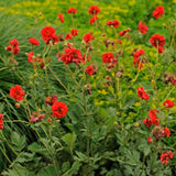 Geum flora plena 'Blazing Sunset'