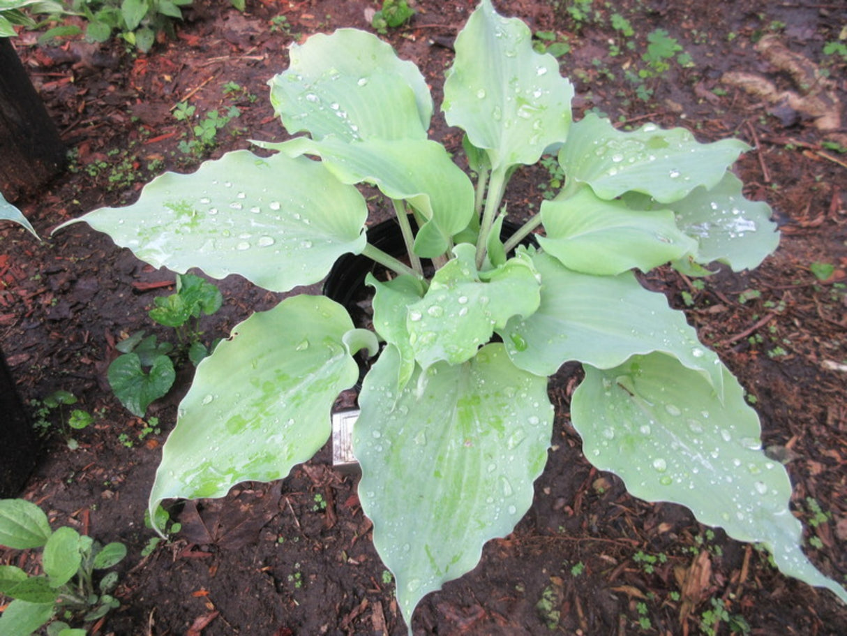 Ghastly Vision Hosta