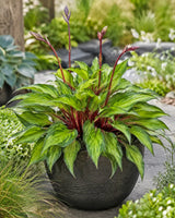 Ghost Blush Hosta Courtesy of Heemskerk 