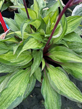 Ghost Blush Hosta Courtesy of Heemskerk