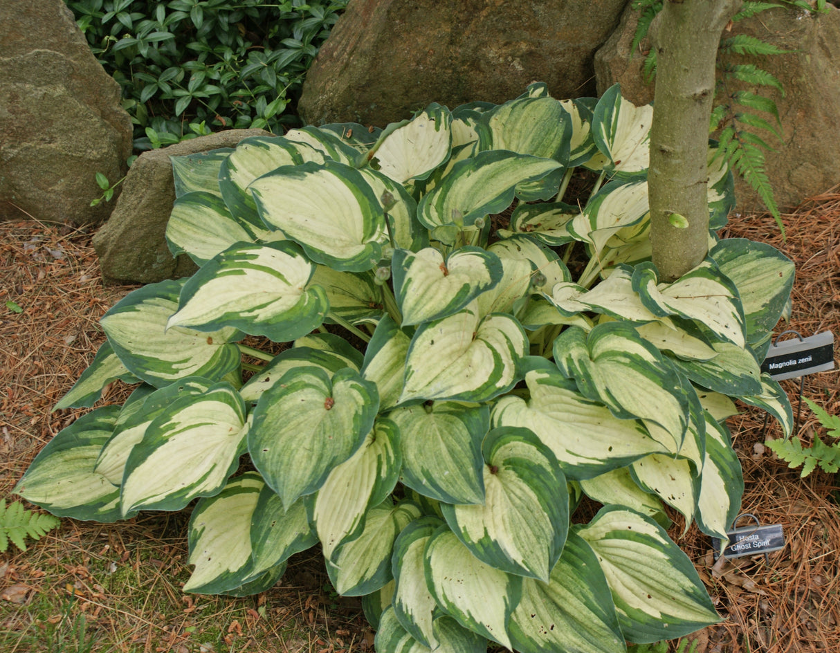 Ghost Spirit Hosta