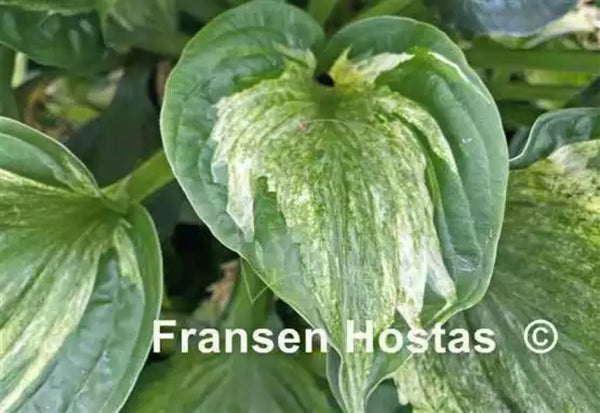 Ghost Trail Hosta Courtesy of Fransen Hostas