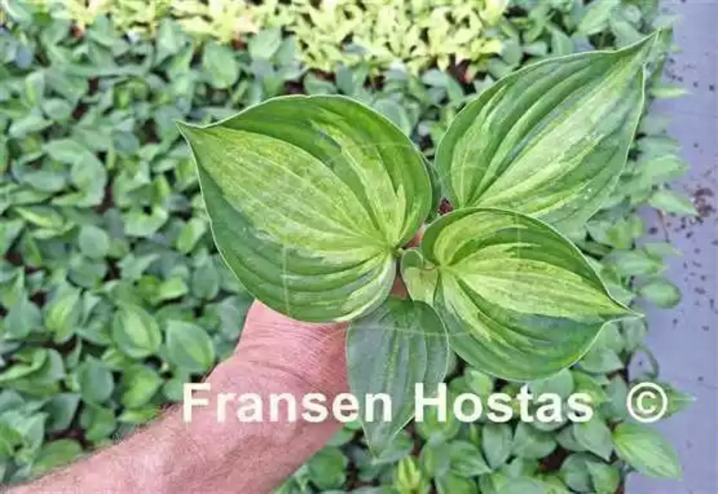 Ghost Trail Hosta Courtesy of Fransen Hostas