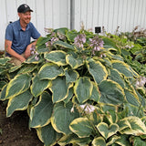 Gigantosaurus PP35135 Hosta