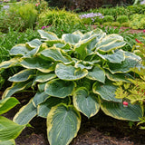 Gigantosaurus PP35135 Hosta