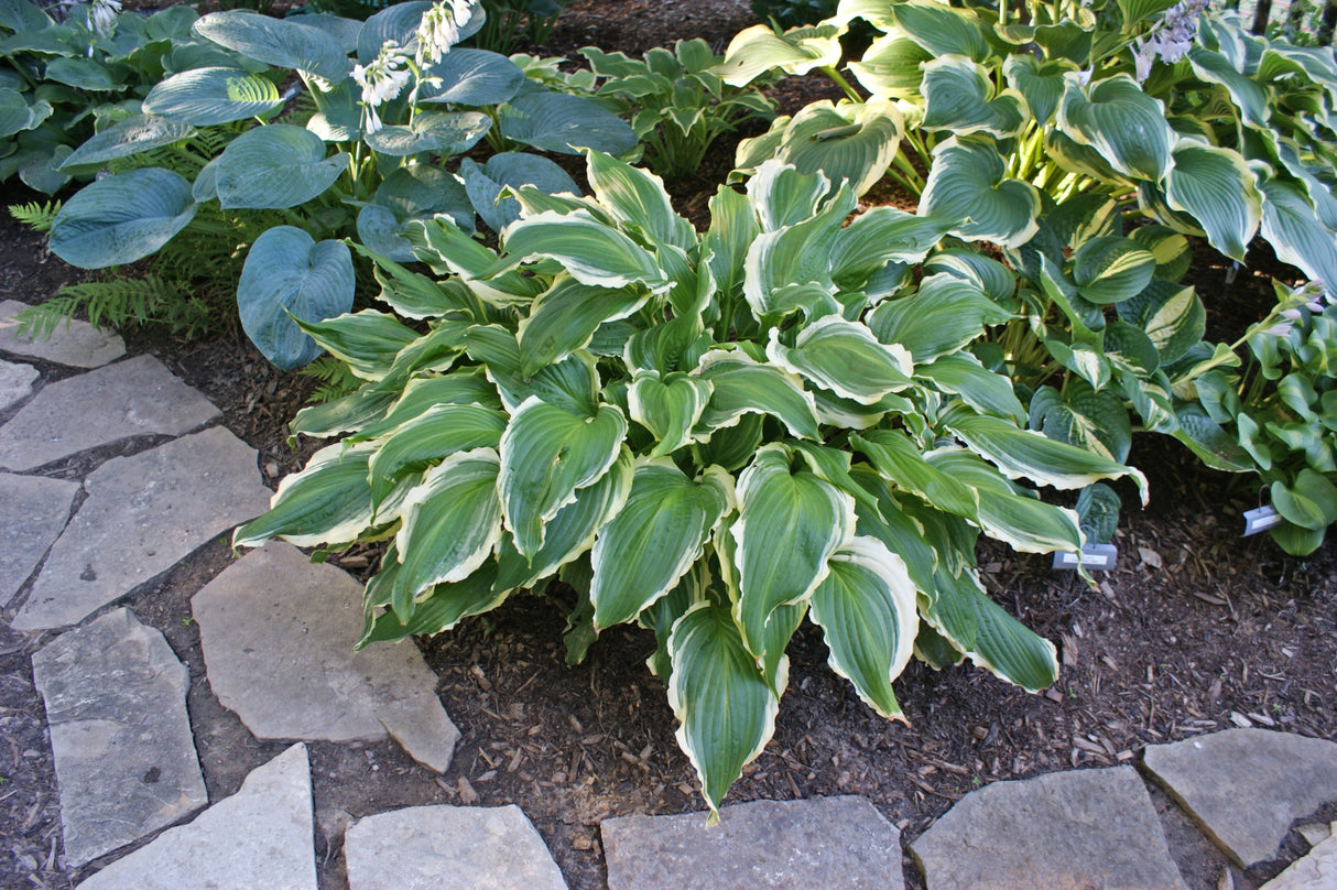 Ginsu Knife Hosta