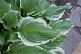 Ginsu Knife Hosta