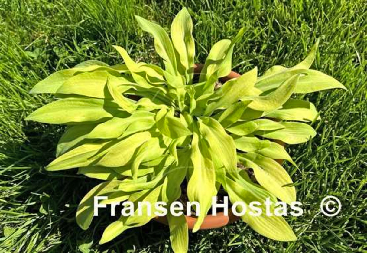 Going Bananas Hosta