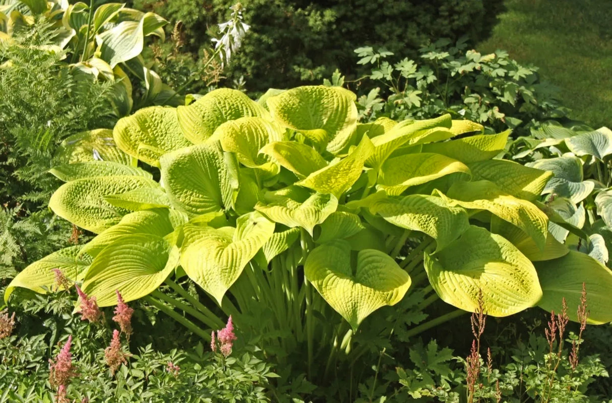 Gold Elation Hosta (NEW For 2024!) Available in May!