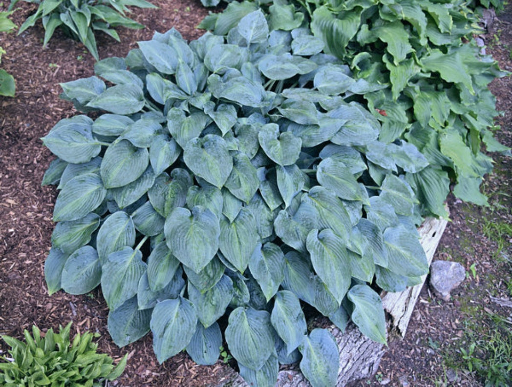 Goldbrook Glimmer Hosta Courtesy of The Hosta Library