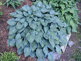 Goldbrook Glimmer Hosta Courtesy of The Hosta Library