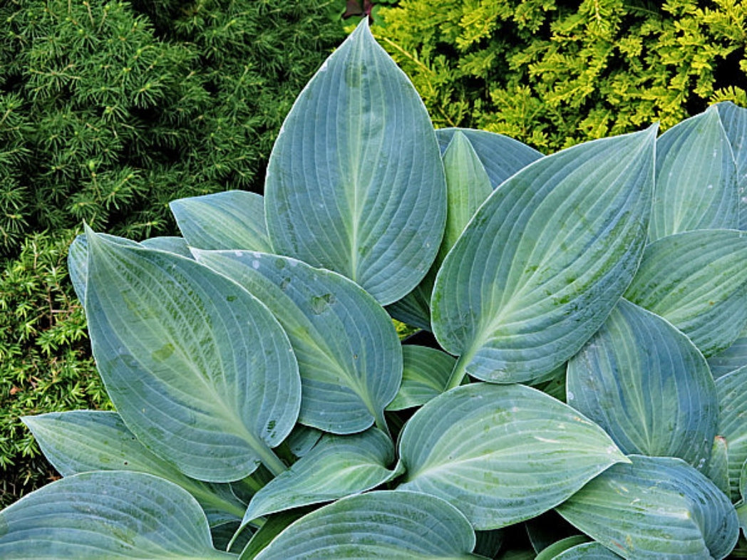 Goldbrook Glimmer Hosta Courtesy of The Hosta Library