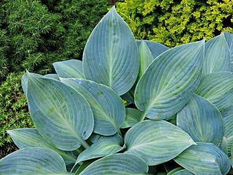 Goldbrook Glimmer Hosta Courtesy of The Hosta Library