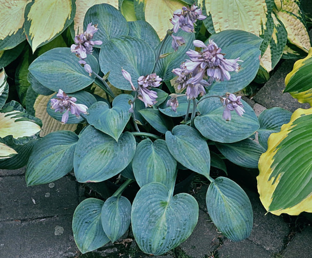 Goldbrook Glimmer Hosta Courtesy of The Hosta Library
