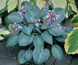 Goldbrook Glimmer Hosta Courtesy of The Hosta Library