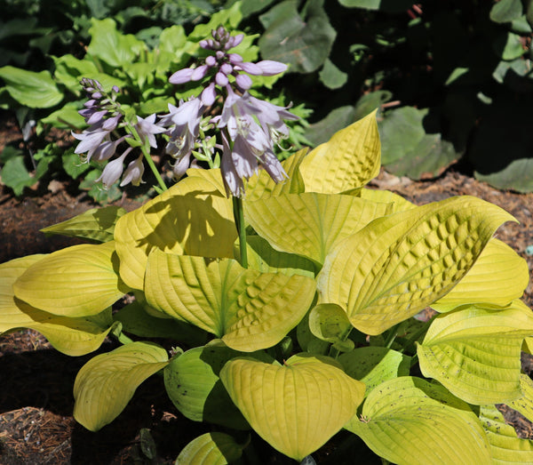 Golden Celebration Hosta