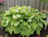 Golden Sculpture Hosta