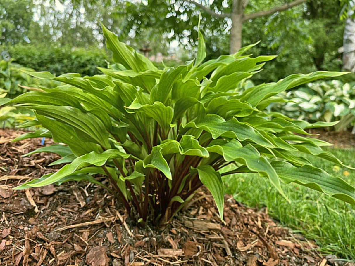 Granny's Smile Hosta