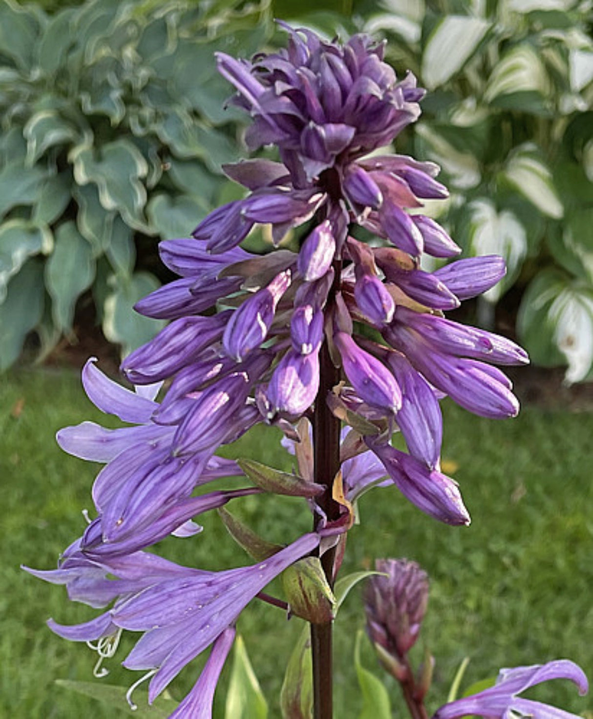 Granny's Smile Hosta