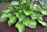 Grape Fizz Hosta