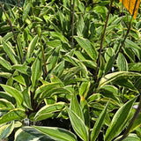 Grateful Red Hosta