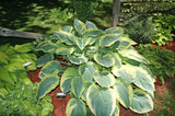 Great Arrival Hosta