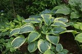 Great Arrival Hosta