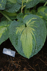 Great Expectations Hosta - 4.5 Inch Container