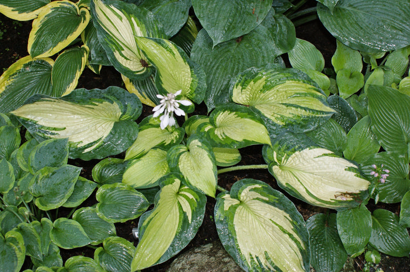 Buy Large Hosta Plants That Mature Between 23 to 29 Inches Tall – NH Hostas