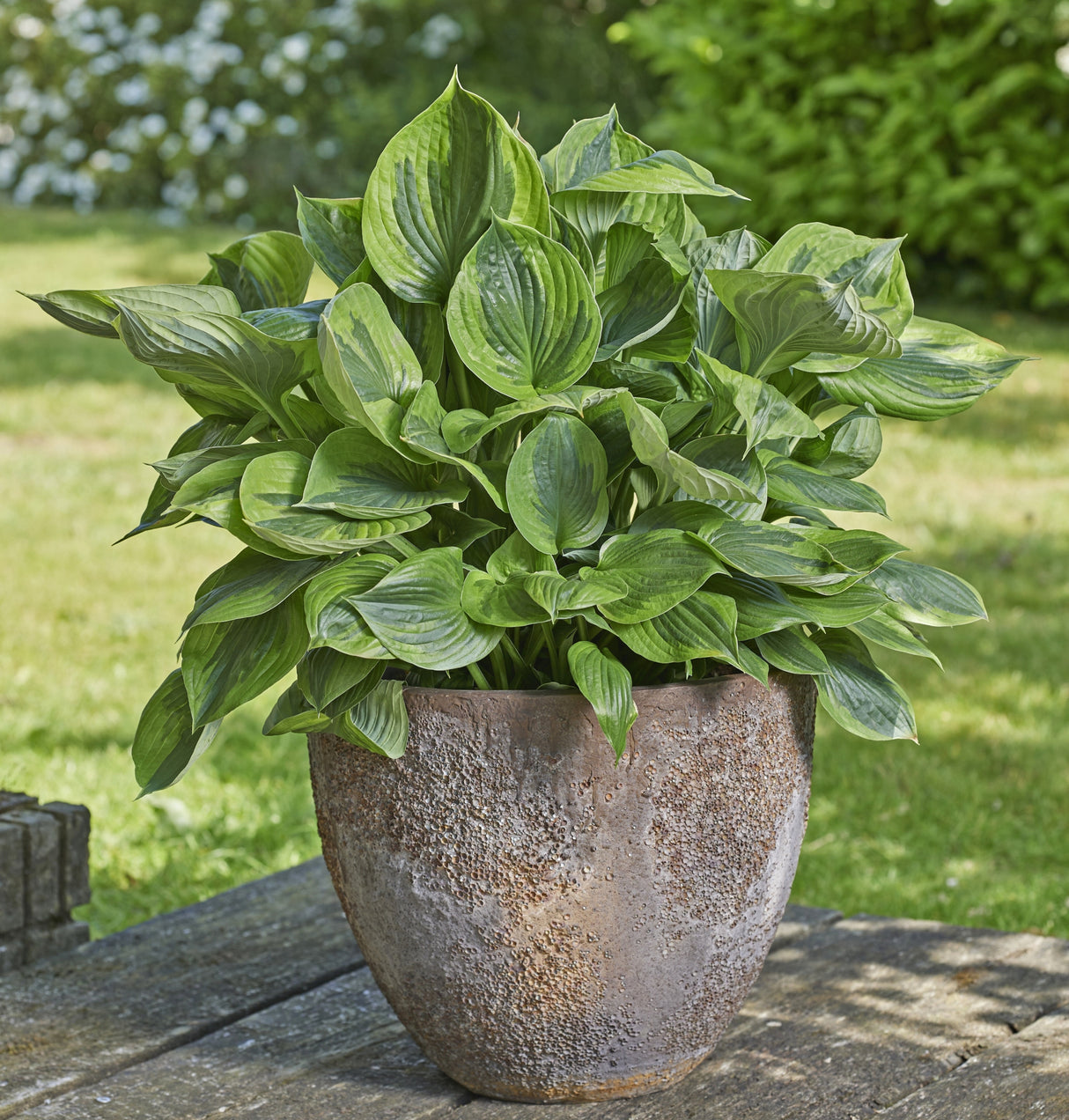 Green Patriot Hosta