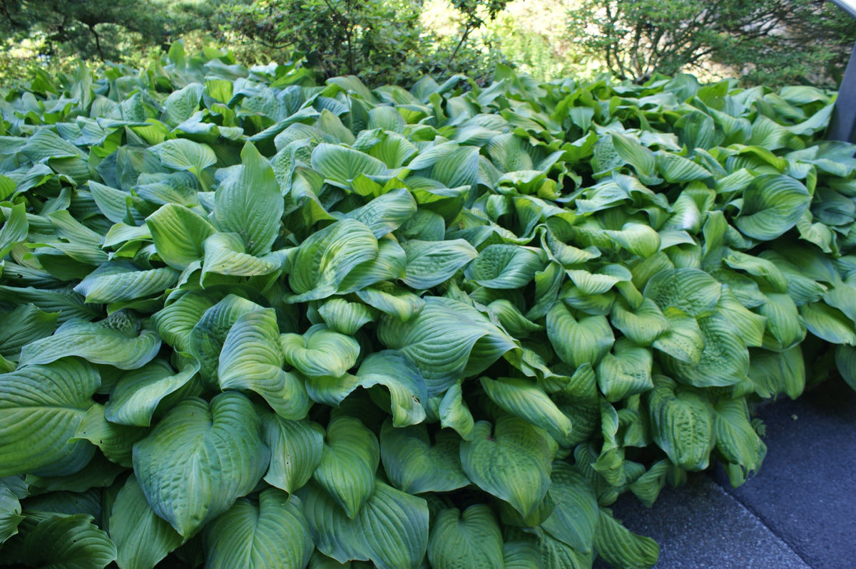 Guacamole Hosta - Shade Perennial Fragrant Hosta Plant – NH Hostas