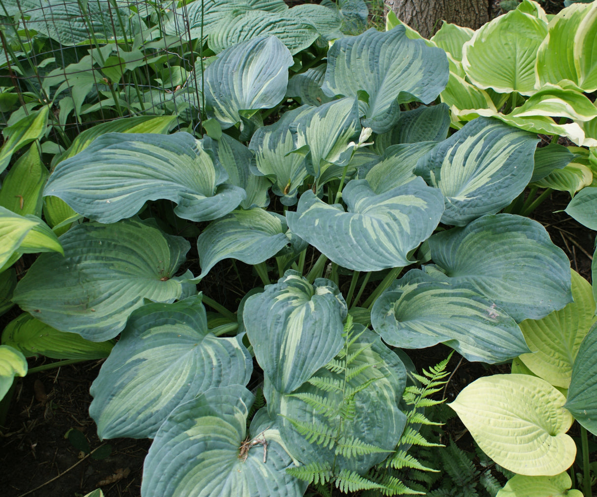 Guardian Angel Hosta