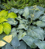 Guardian Angel Hosta