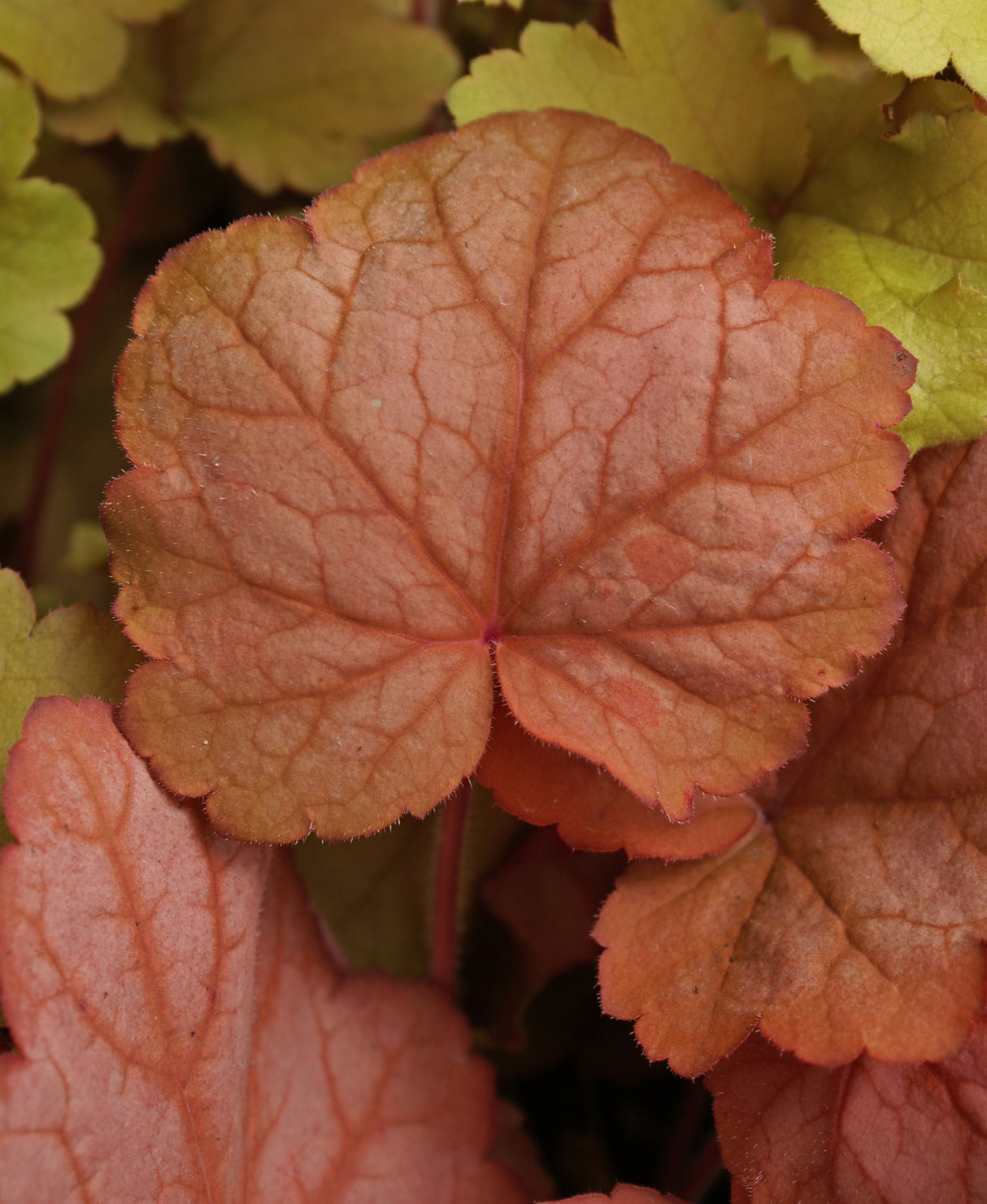 Heuchera 'Georgia Peach' PP19375