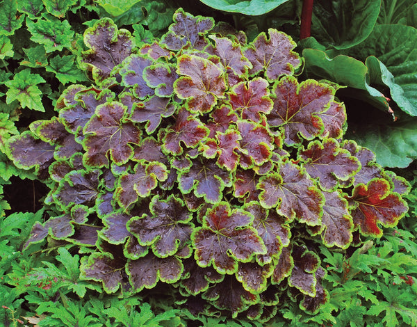 Heucherella 'Solar Eclipse' Courtesy of Growing Colors