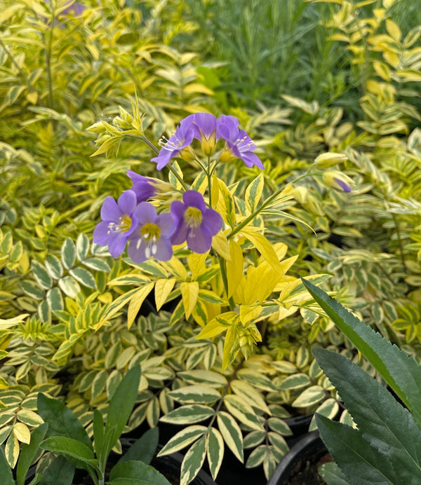 Polemonium 'Golden Feathers' Courtesy of Growing Colors