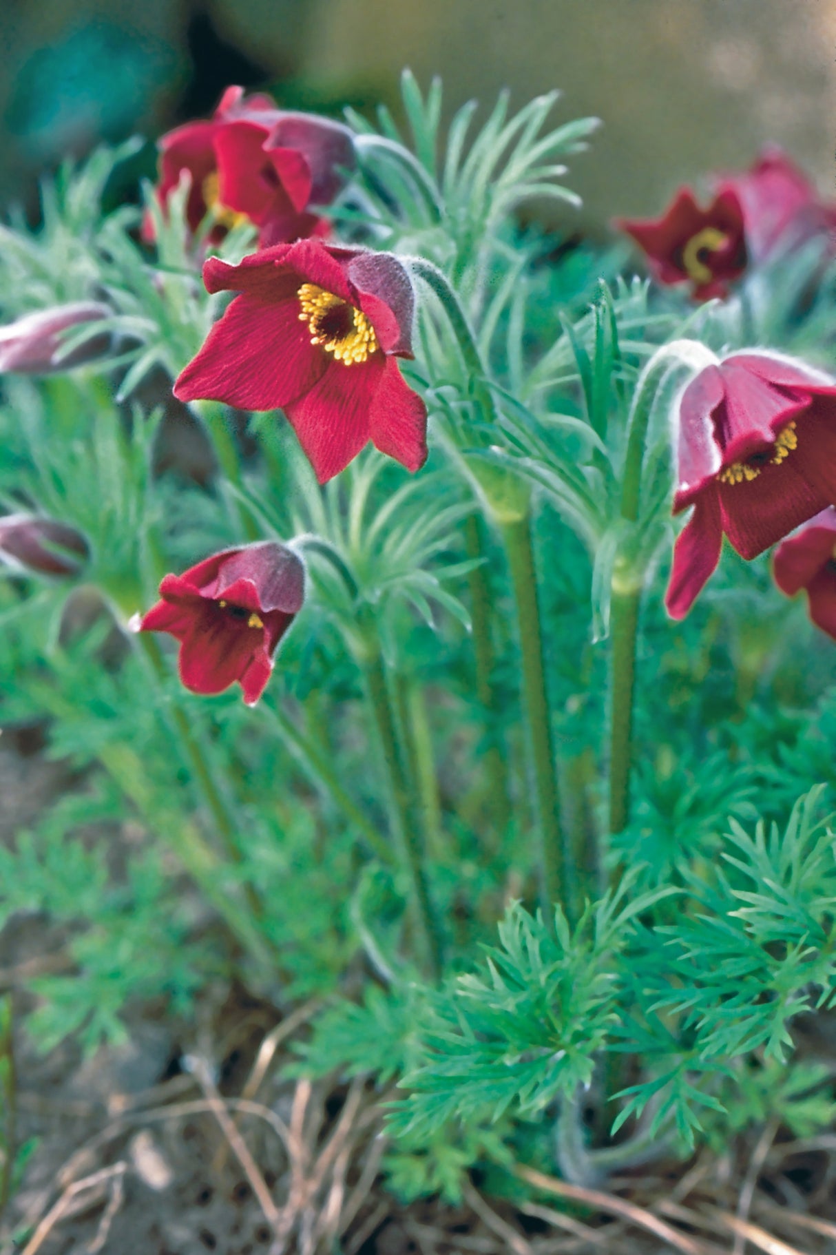 Pulsatilla vulgaris 'Red Bells'