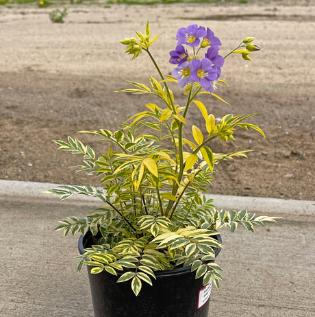 Polemonium 'Golden Feathers' PP35067