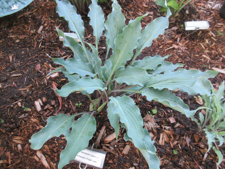 Hammerin Cameron Hosta