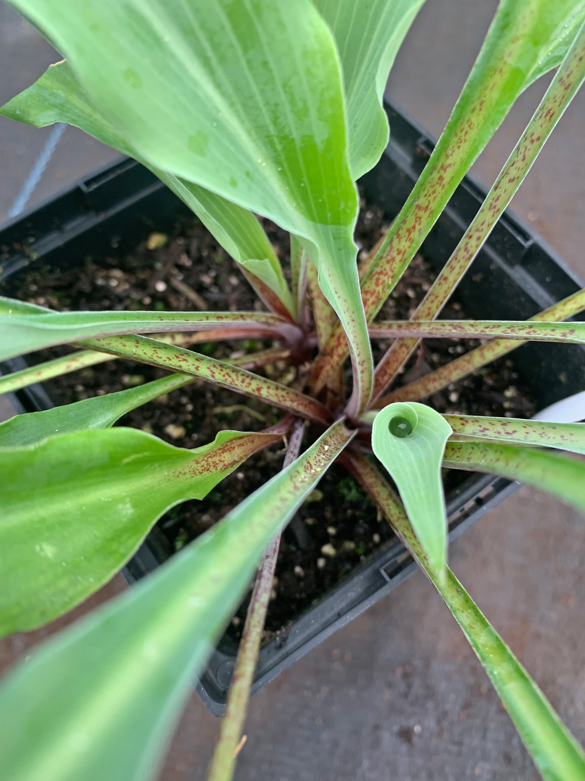 Hammerin Cameron Hosta - 4.5 Inch Container (NEW For 2023!) – NH