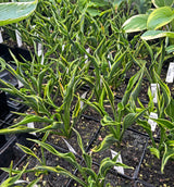 Hands Up Hosta